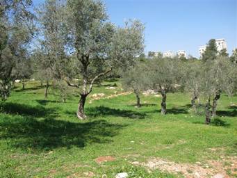 IMG_7778.jpg